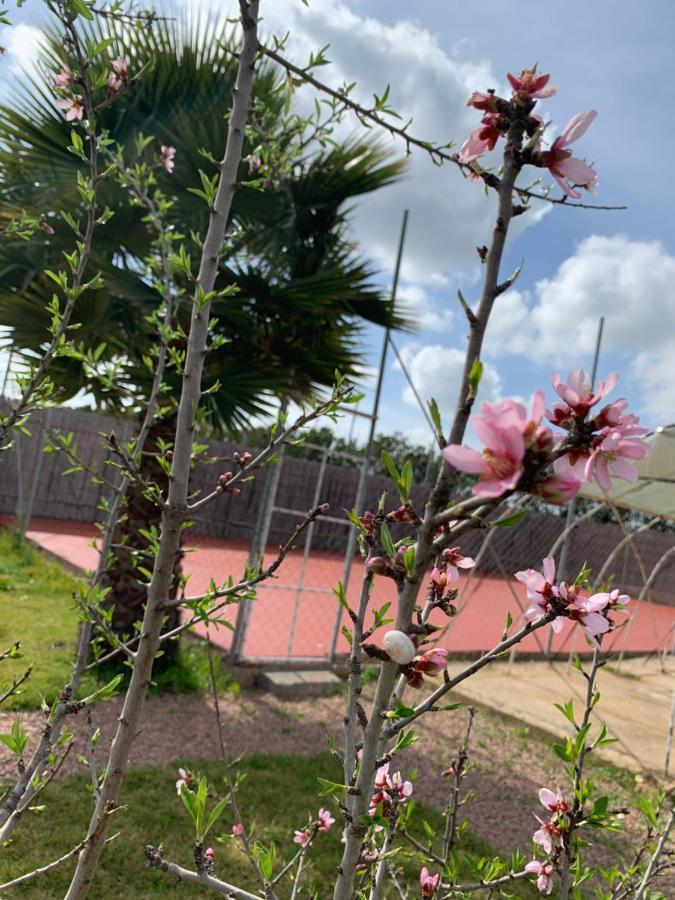 Palm Grove Farm Villa Tit Mellil Bagian luar foto