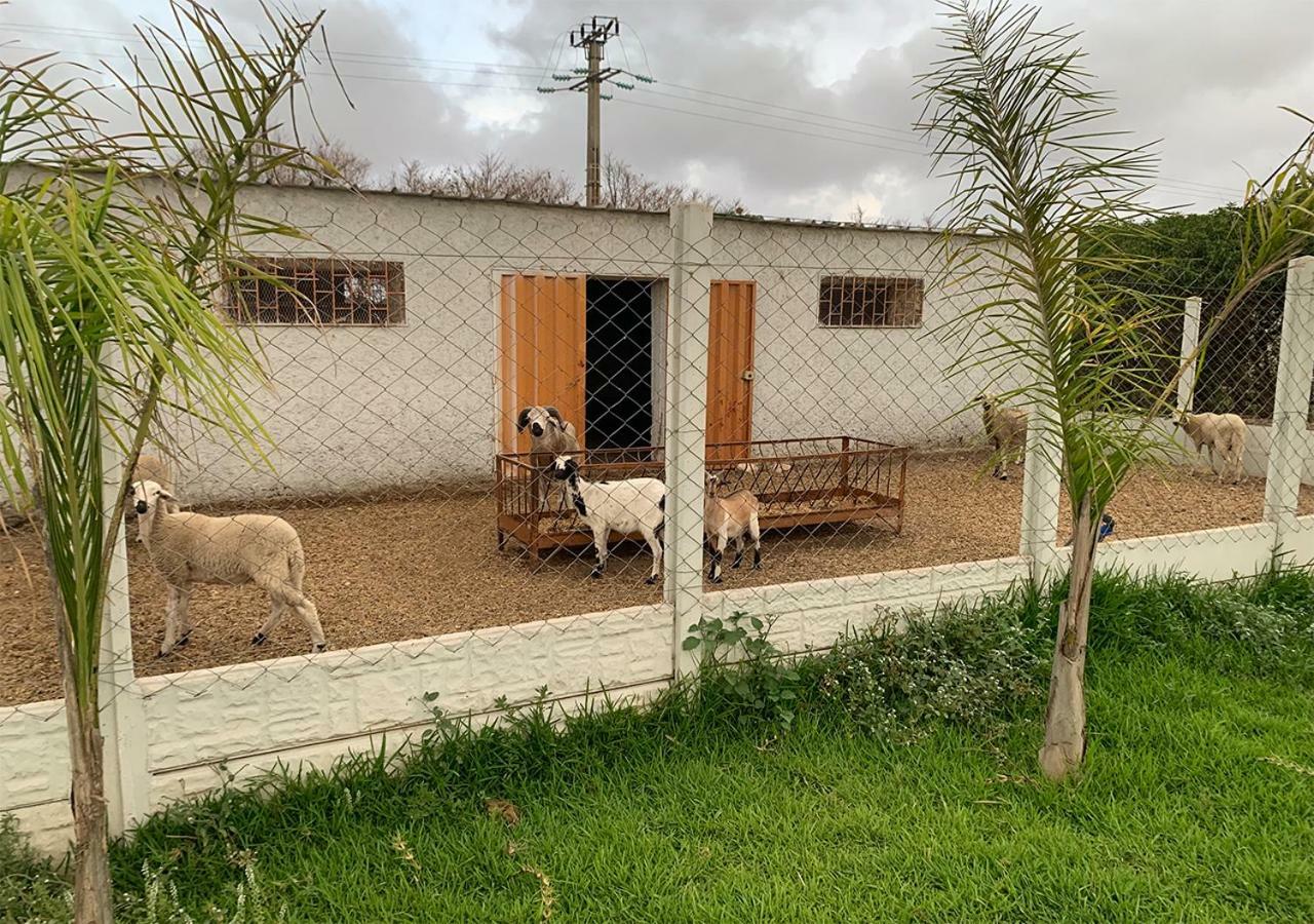 Palm Grove Farm Villa Tit Mellil Bagian luar foto